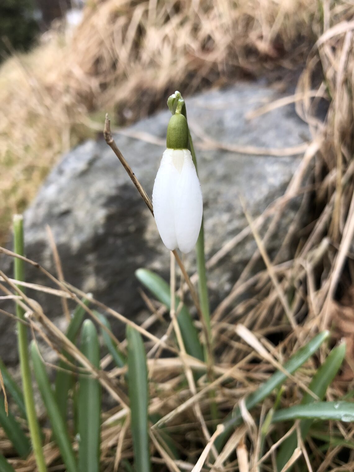 nyutslagen snödroppe