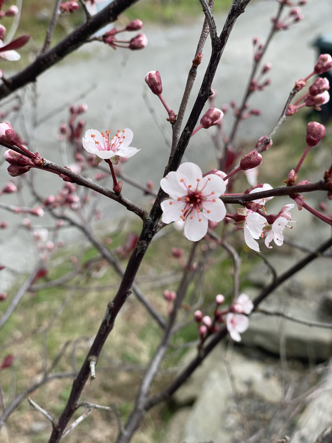 knoppar och blommor av japansk plommon