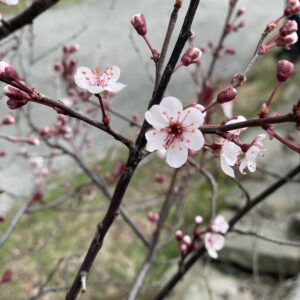 knoppar och blommor av japansk plommon