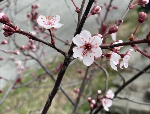 knoppar och blommor av japansk plommon