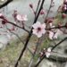 knoppar och blommor av japansk plommon
